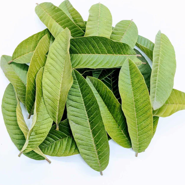 Source of Life Guava Leaves (Psidium Guajava) 30g